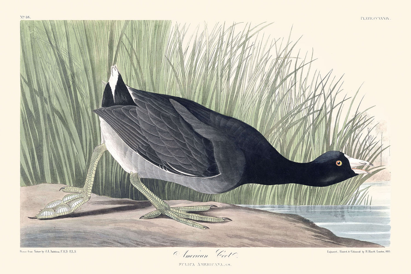 Amerikanischer Blässhuhn von John James Audubon, 1827 