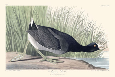 Amerikanischer Blässhuhn von John James Audubon, 1827 