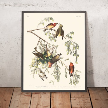 Amerikanischer Kreuzschnabel von John James Audubon, 1827 