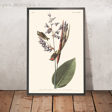 Amerikanischer Goldkronen-Wren von John James Audubon, 1827 