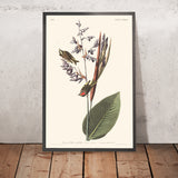 Cincia dorata americana di John James Audubon, 1827 