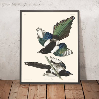 Amerikanischer Elster von John James Audubon, 1827 