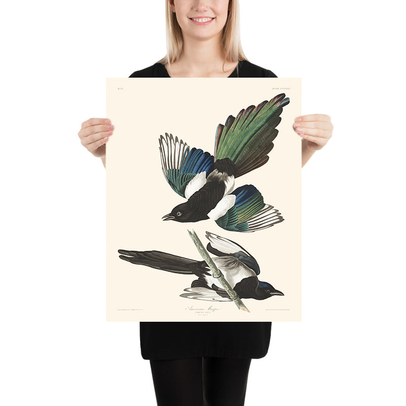 Amerikanischer Elster von John James Audubon, 1827 