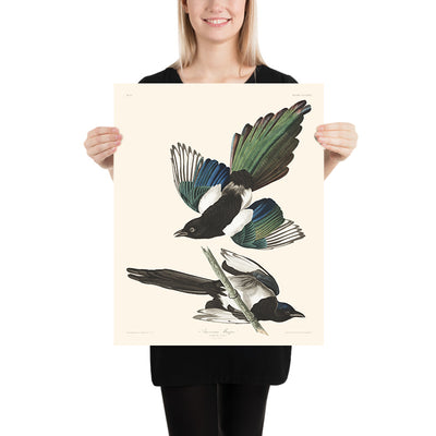 Amerikanischer Elster von John James Audubon, 1827 