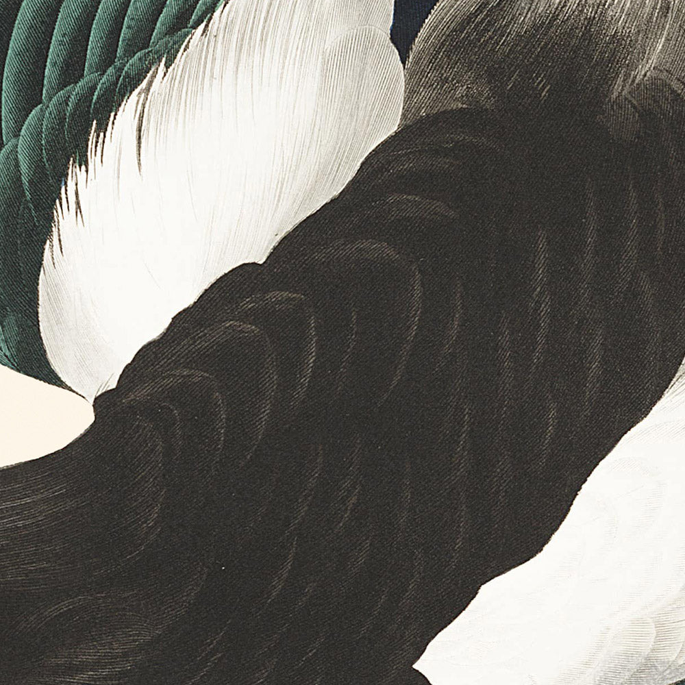 Amerikanischer Elster von John James Audubon, 1827 