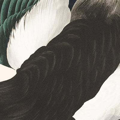 Amerikanischer Elster von John James Audubon, 1827 