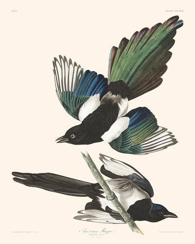 Amerikanischer Elster von John James Audubon, 1827 