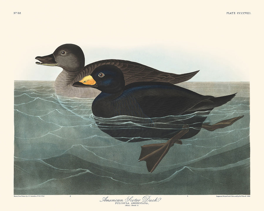 Anatra Scoter Americana di John James Audubon, 1827 