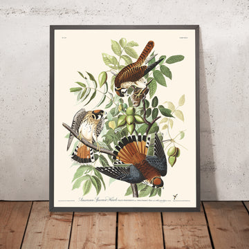 Amerikanischer Spornhawk von John James Audubon, 1827 