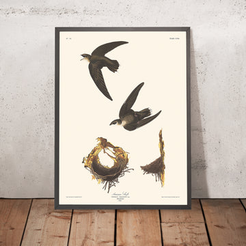 Amerikanischer Schwalbenjäger von John James Audubon, 1827 