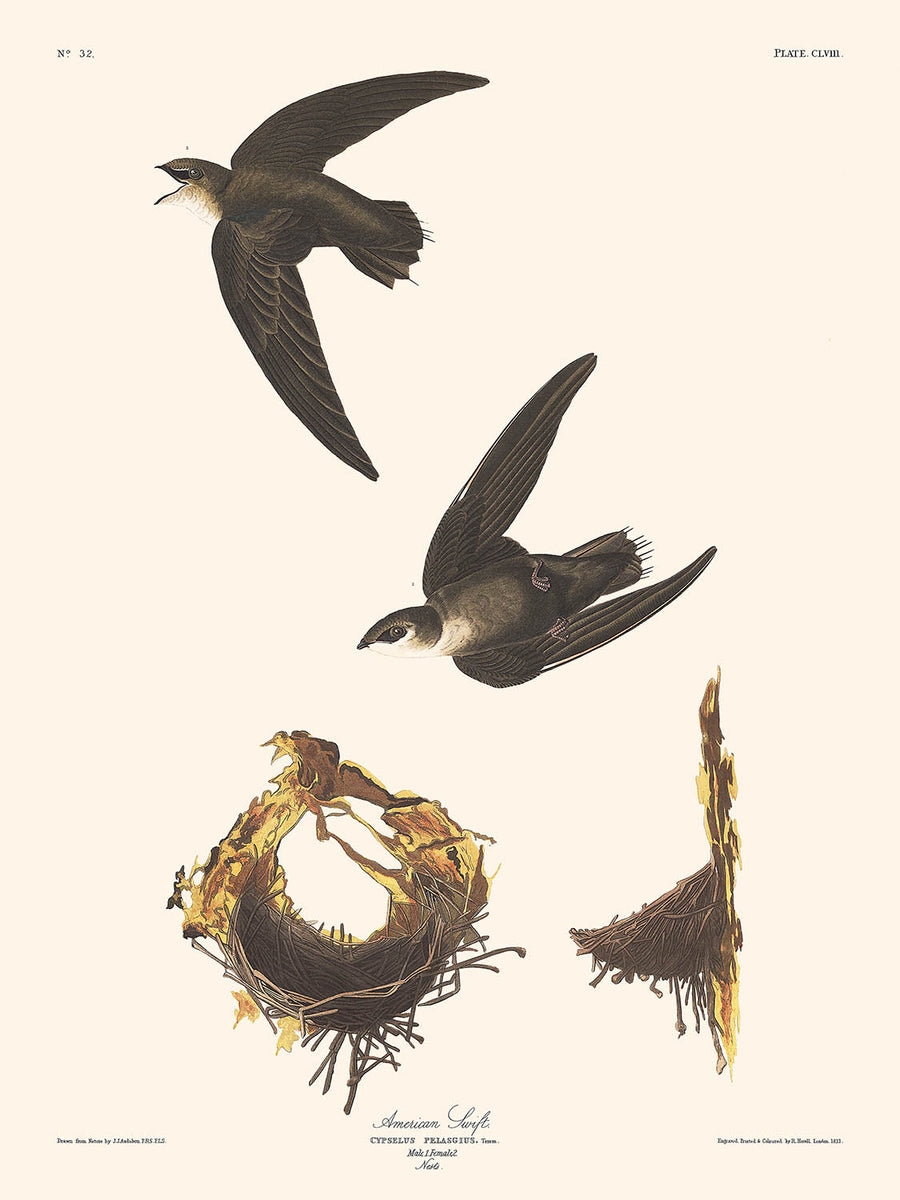 American Swift di John James Audubon, 1827 