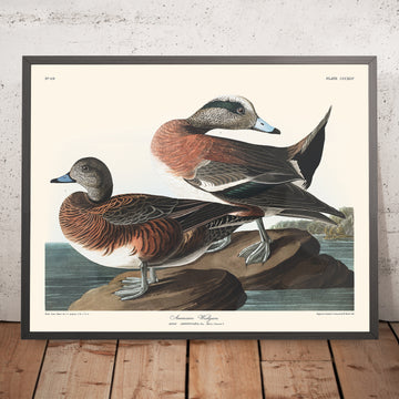 Amerikanischer Widgeon von John James Audubon, 1827 