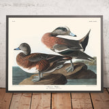 Anatra americana di John James Audubon, 1827 