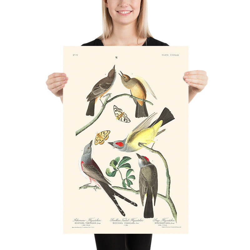 Catturatore di Mosche dell&