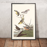 Siskin dell'Arkansaw, Cardellino rosso, Tangara della Louisiana, Passero di Townsend, Finocchio dal petto buffo di Audubon, 1827 