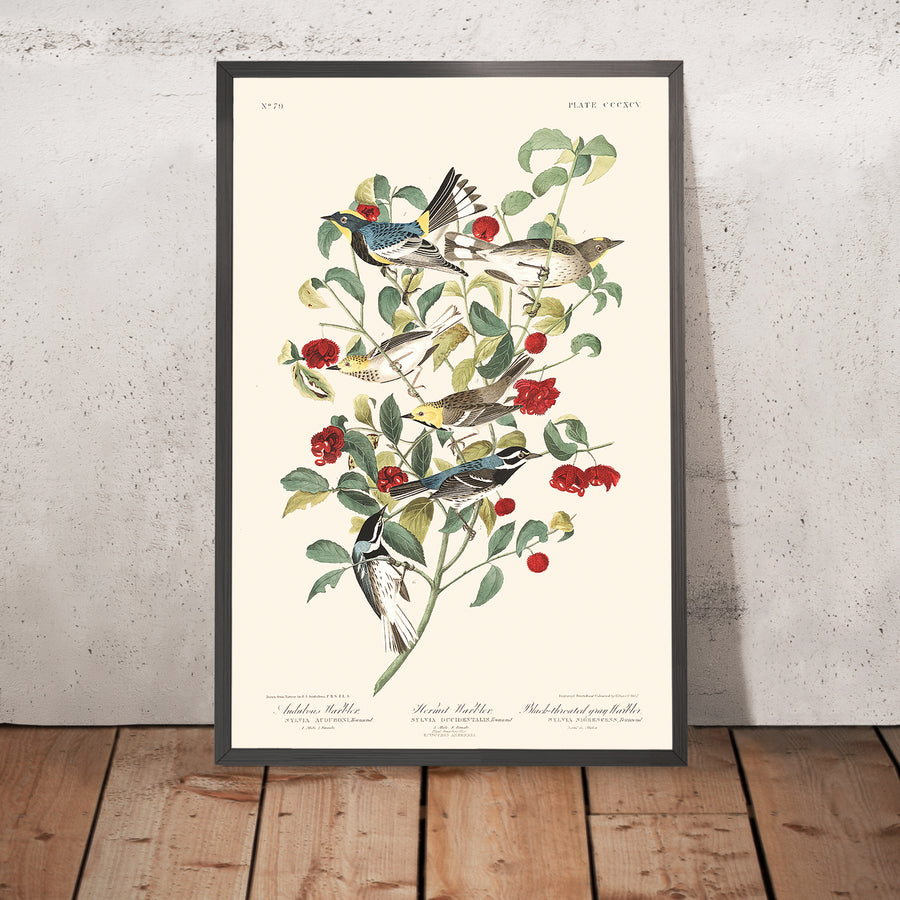 Il Warbler di Audubon, il Warbler eremita e il Warbler grigio con gola nera di Audubon, 1827 