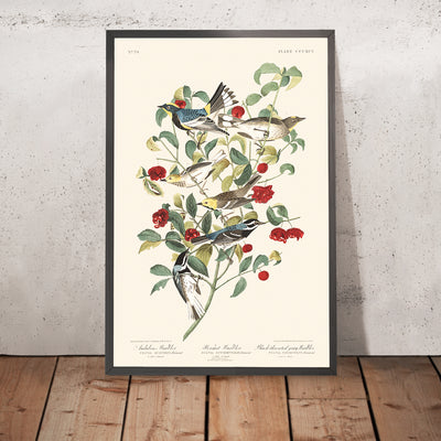 El Warbler de Audubon, el Warbler Ermitaño y el Warbler de Garganta Negra por Audubon, 1827 