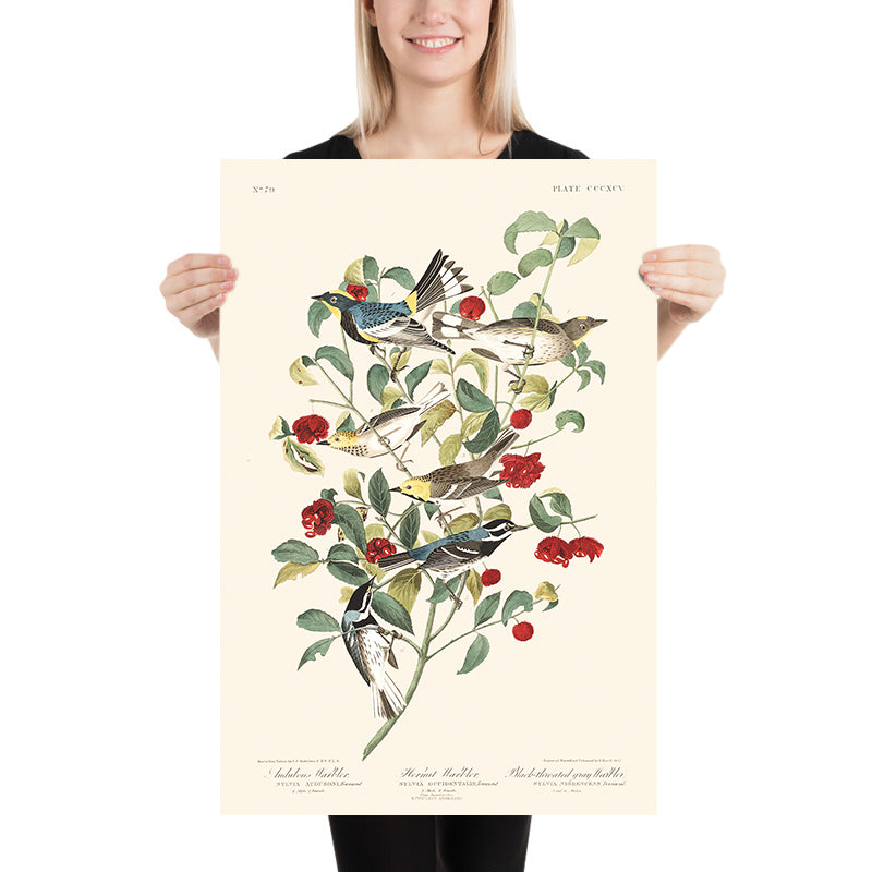 Il Warbler di Audubon, il Warbler eremita e il Warbler grigio con gola nera di Audubon, 1827 