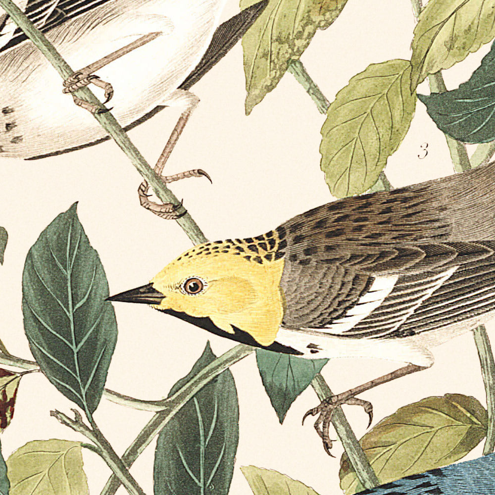 El Warbler de Audubon, el Warbler Ermitaño y el Warbler de Garganta Negra por Audubon, 1827 