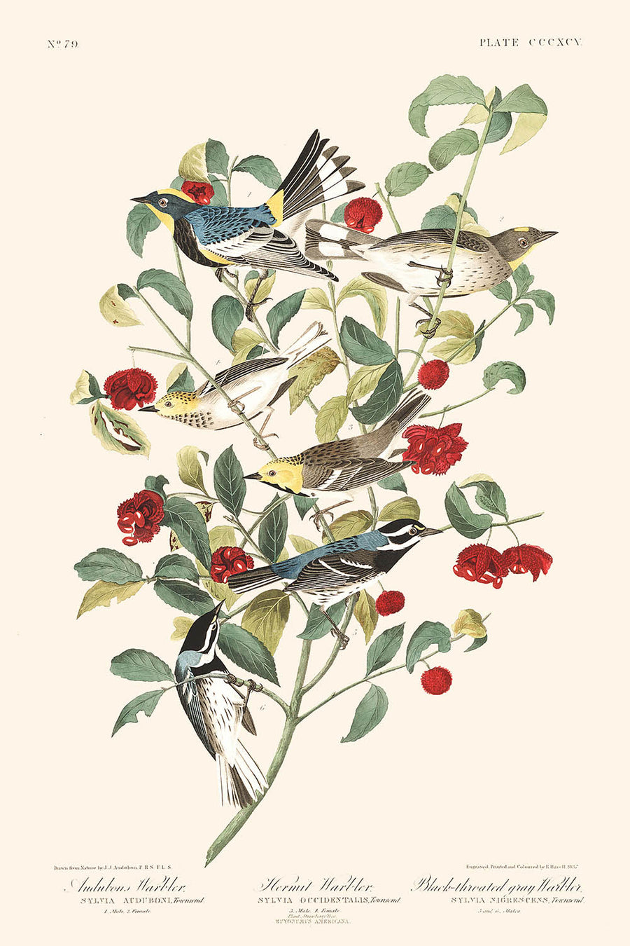 Il Warbler di Audubon, il Warbler eremita e il Warbler grigio con gola nera di Audubon, 1827 