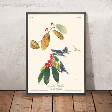 Azure Warbler von John James Audubon, 1827 