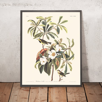 Il Warbler di Bachman di John James Audubon, 1827 