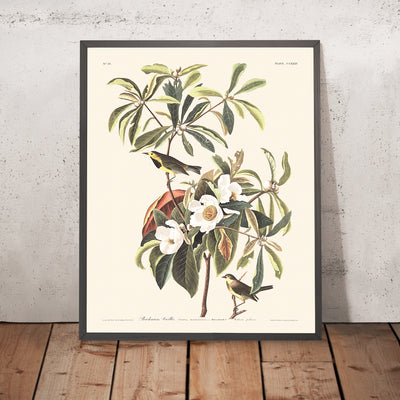 Bachmans Warbler von John James Audubon, 1827 