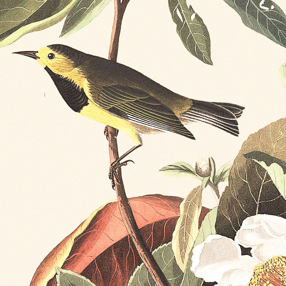 Bachmans Warbler von John James Audubon, 1827 