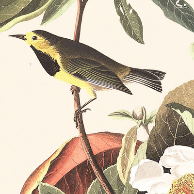 Bachmans Warbler von John James Audubon, 1827 