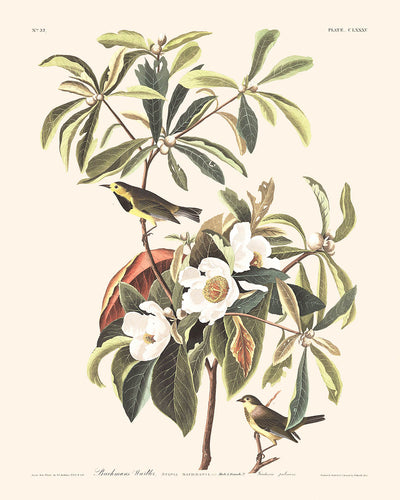 Bachmans Warbler von John James Audubon, 1827 
