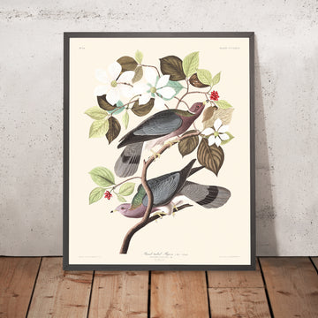 Colomba dal collo a bande di John James Audubon, 1827 