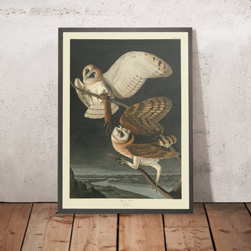 Búho de los Barn de &