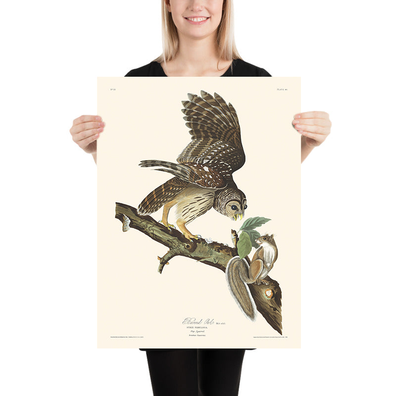 Gufo barrato di John James Audubon, 1827 
