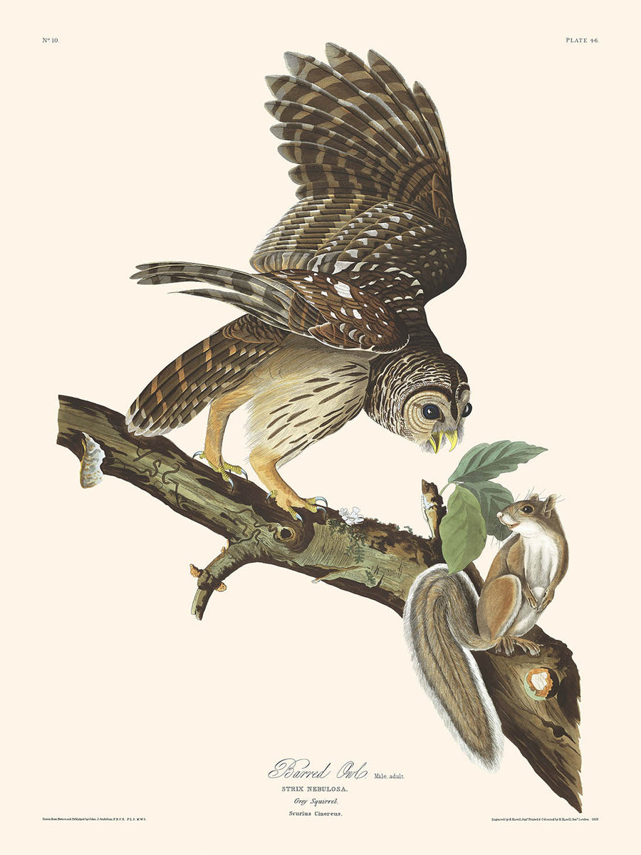 Gufo barrato di John James Audubon, 1827 