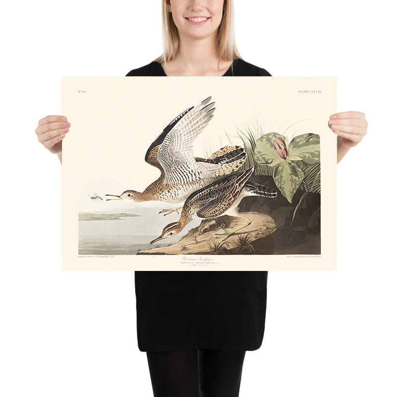 Bartram Sandpiper di John James Audubon, 1827 