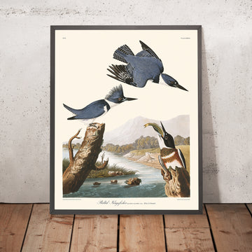 Martin Pescatore Cinturato di John James Audubon, 1827 