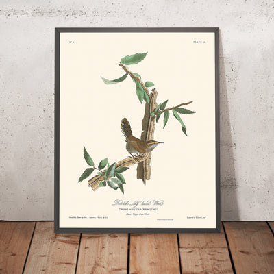 Bewicks Zaunkönig von John James Audubon, 1827 