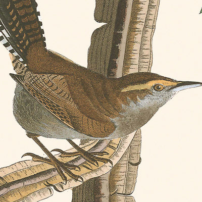 Bewicks Zaunkönig von John James Audubon, 1827 
