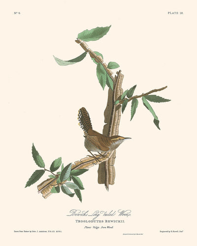 Bewicks Zaunkönig von John James Audubon, 1827 