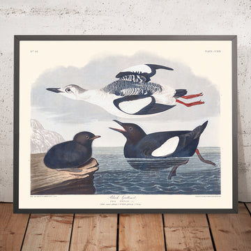 Schwarzer Tordalk von John James Audubon, 1827 