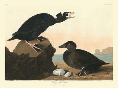 Black or Surf Duck from 'Birds of America' by John James Audubon, 1827