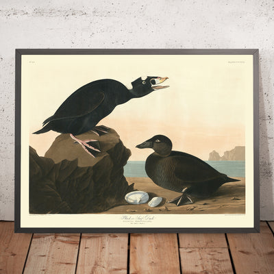 Black or Surf Duck from 'Birds of America' by John James Audubon, 1827