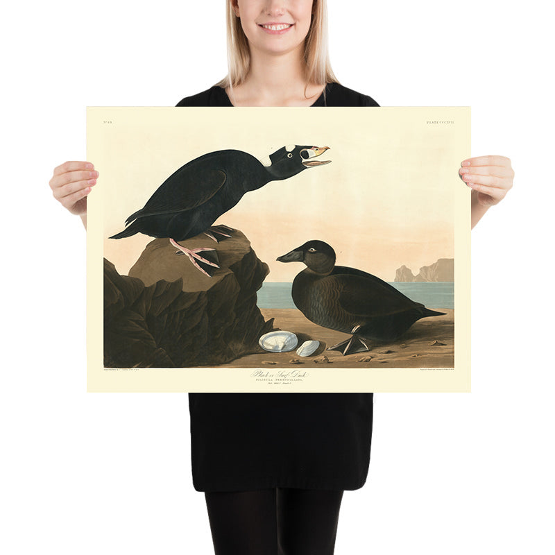 Black or Surf Duck from 'Birds of America' by John James Audubon, 1827