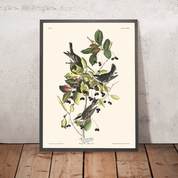 Schwarzpoll-Waldsänger von John James Audubon, 1827 