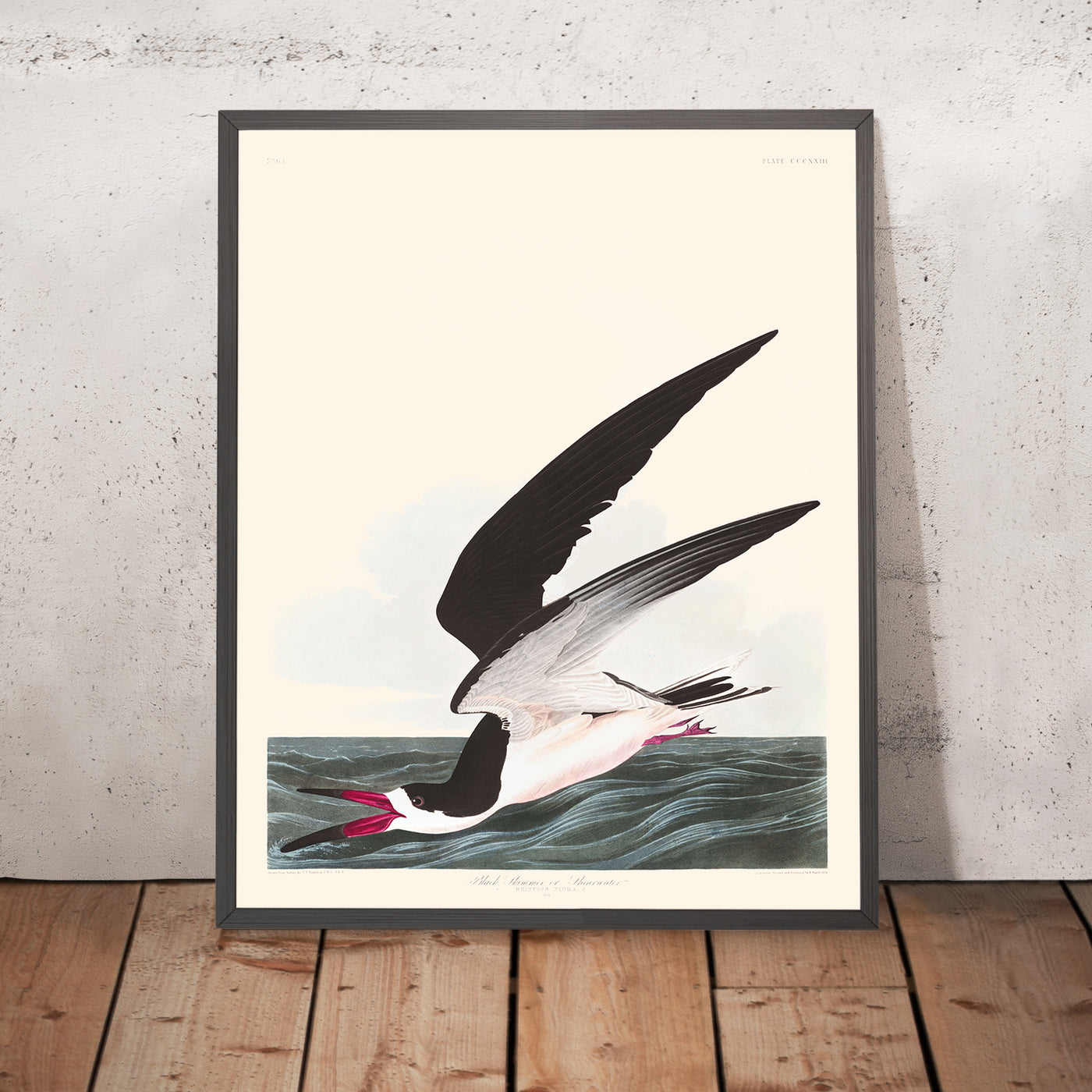 Schwarzschnabel, oder Shearwater von John James Audubon, 1827 