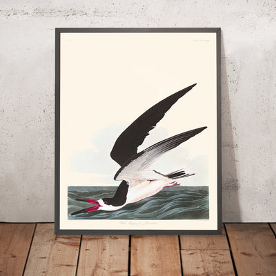Schwarzschnabel, oder Shearwater von John James Audubon, 1827 