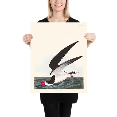 Schwarzschnabel, oder Shearwater von John James Audubon, 1827 