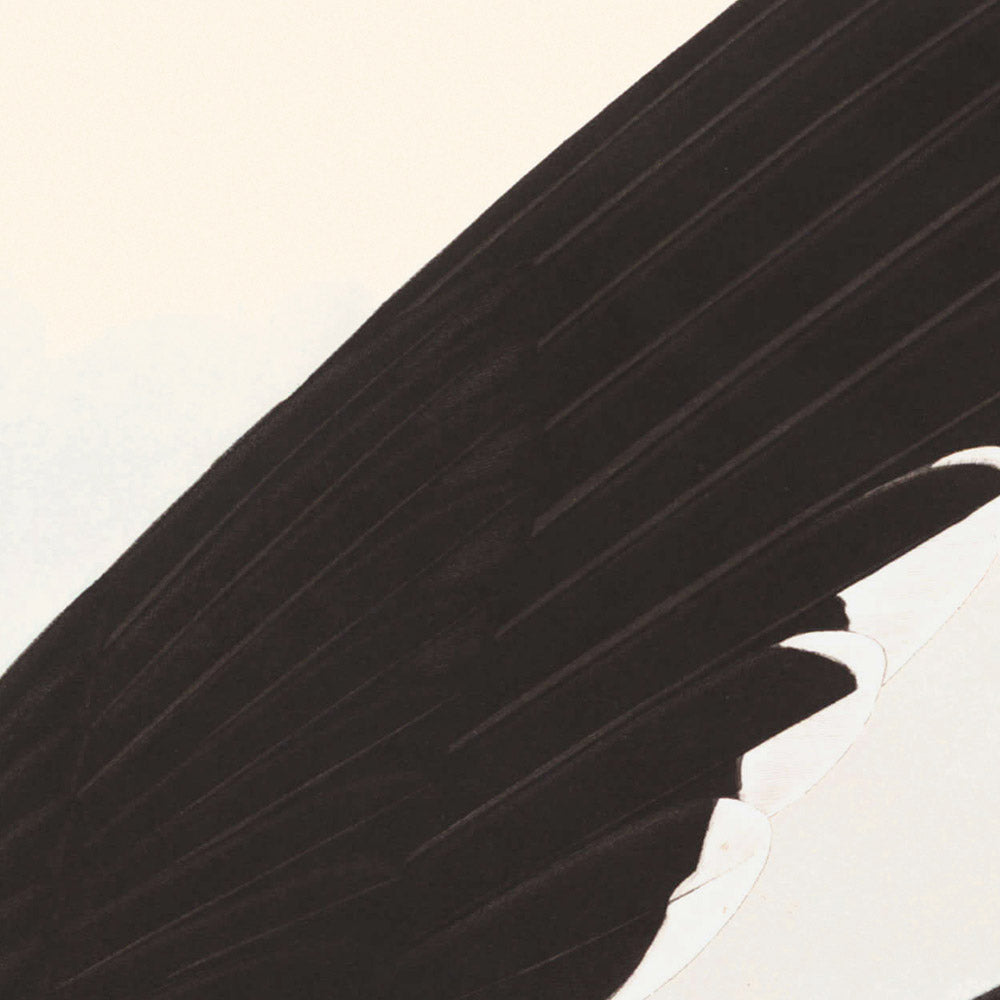 Schwarzschnabel, oder Shearwater von John James Audubon, 1827 