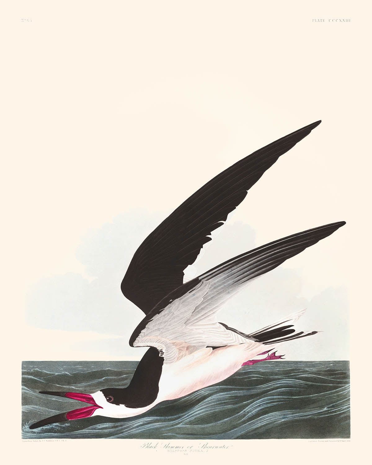 Schwarzschnabel, oder Shearwater von John James Audubon, 1827 