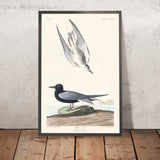 Schwarzschwanz-Seeschwalbe von John James Audubon, 1827 
